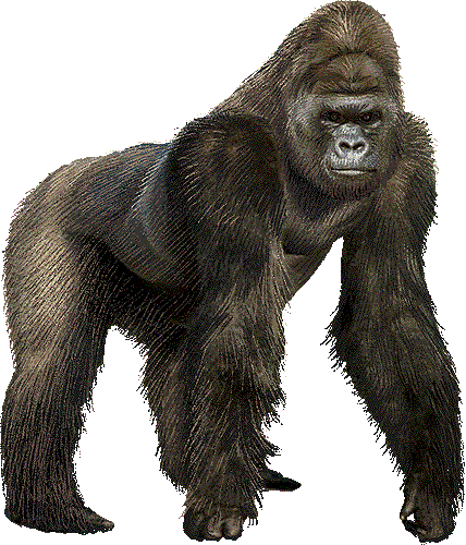free cartoon gorilla clipart - photo #15