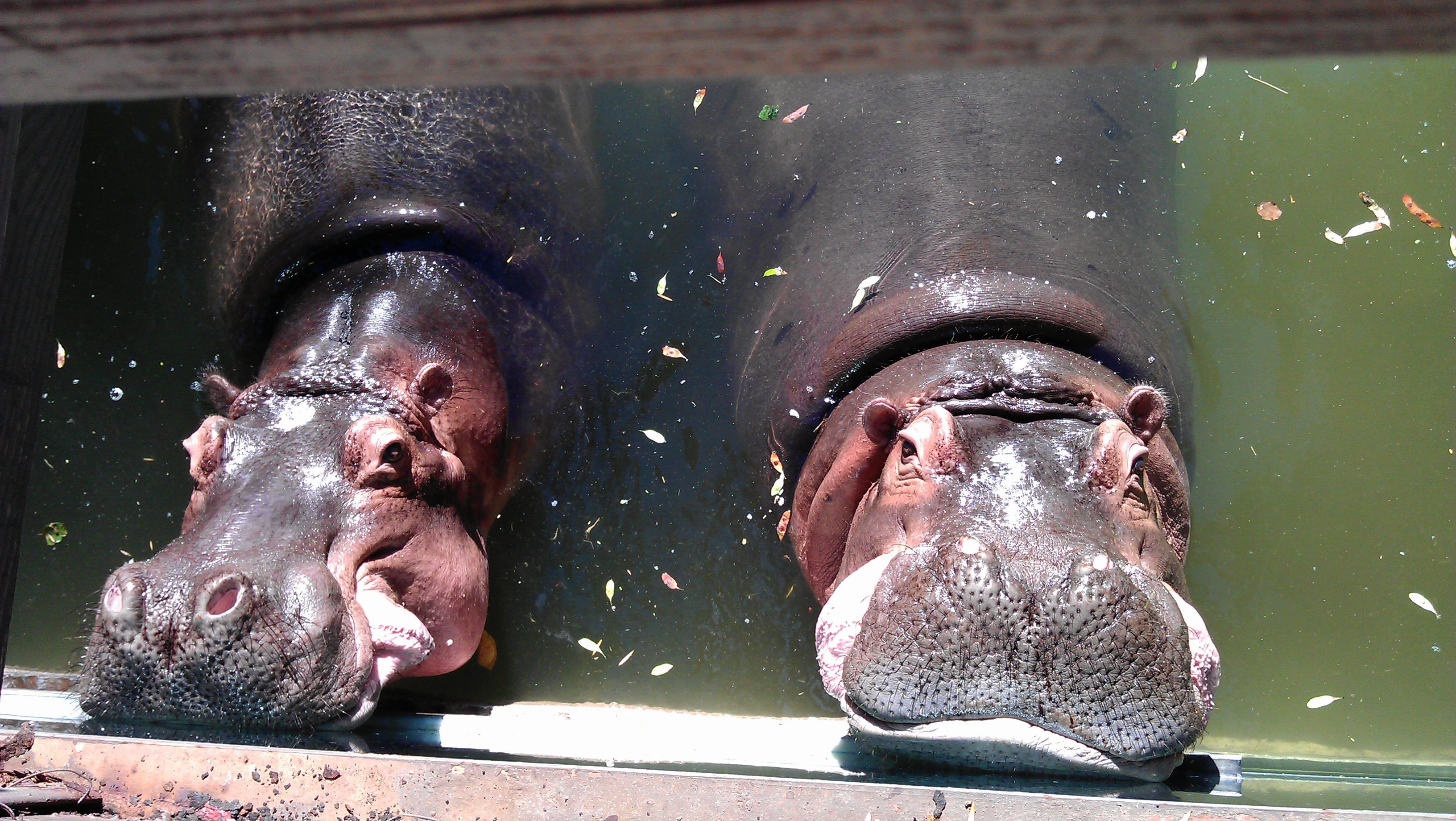 1/5/12 hippo noses