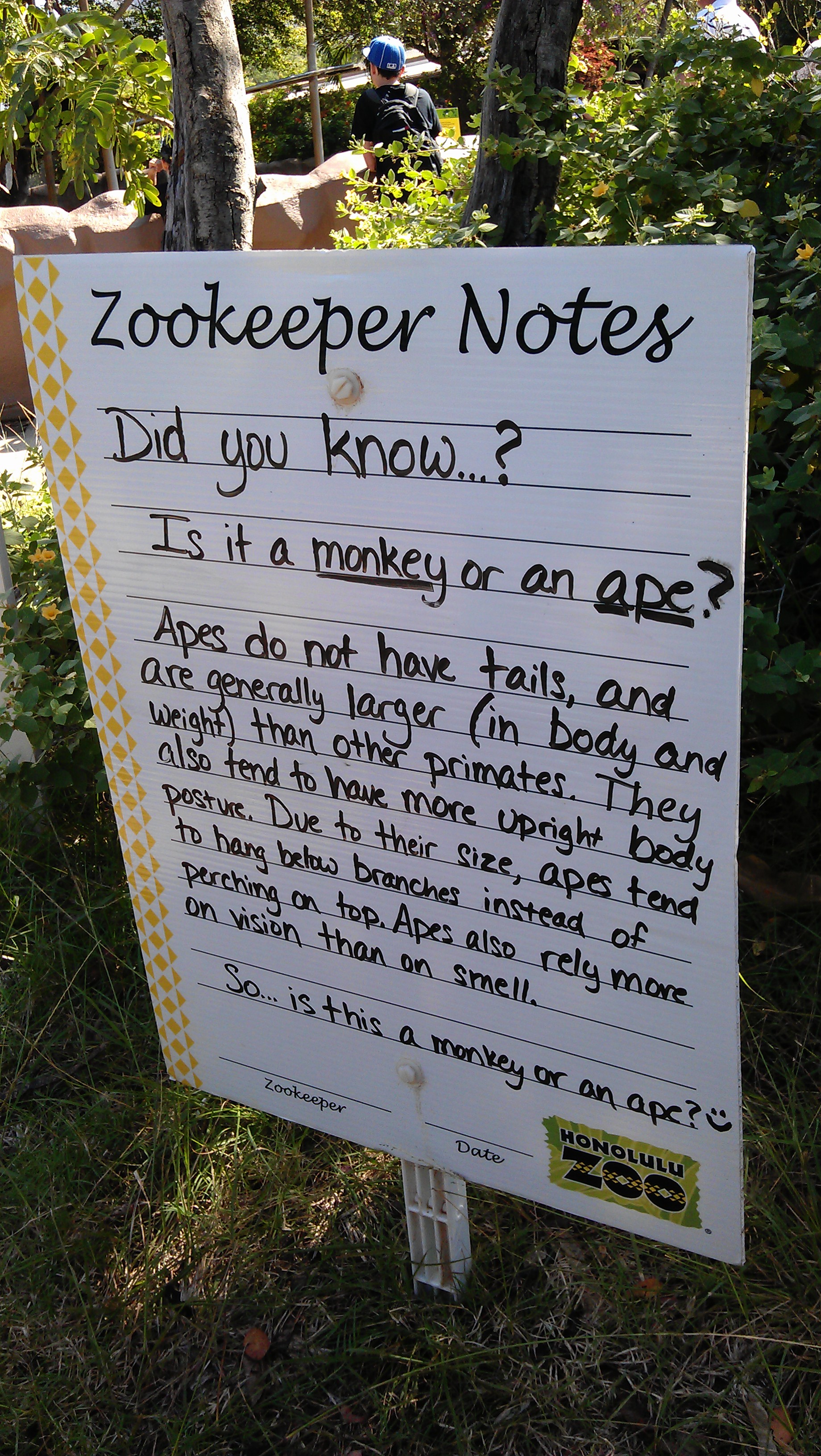 1/24/2012 Zookeeper Notes: Monkey or Ape?