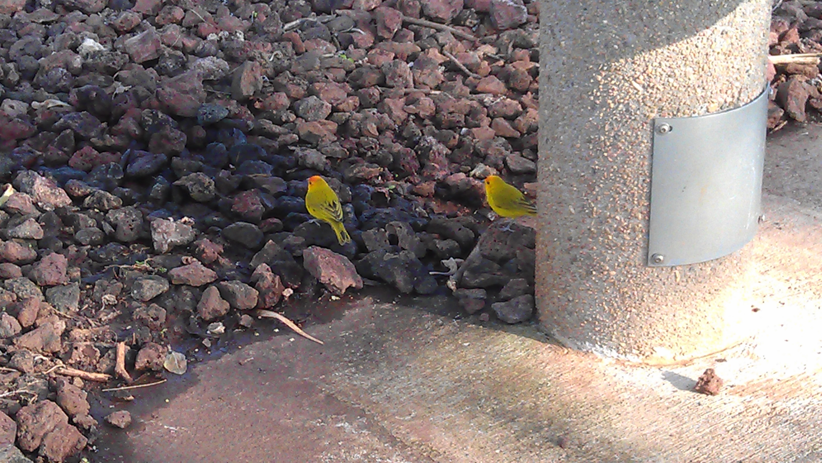3/30/2012 while walking with J, we saw saffron finches