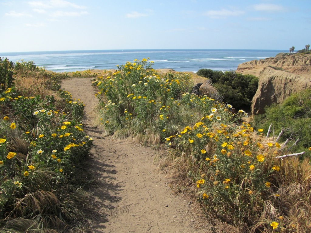 Sunset Cliffs, yellow flower path