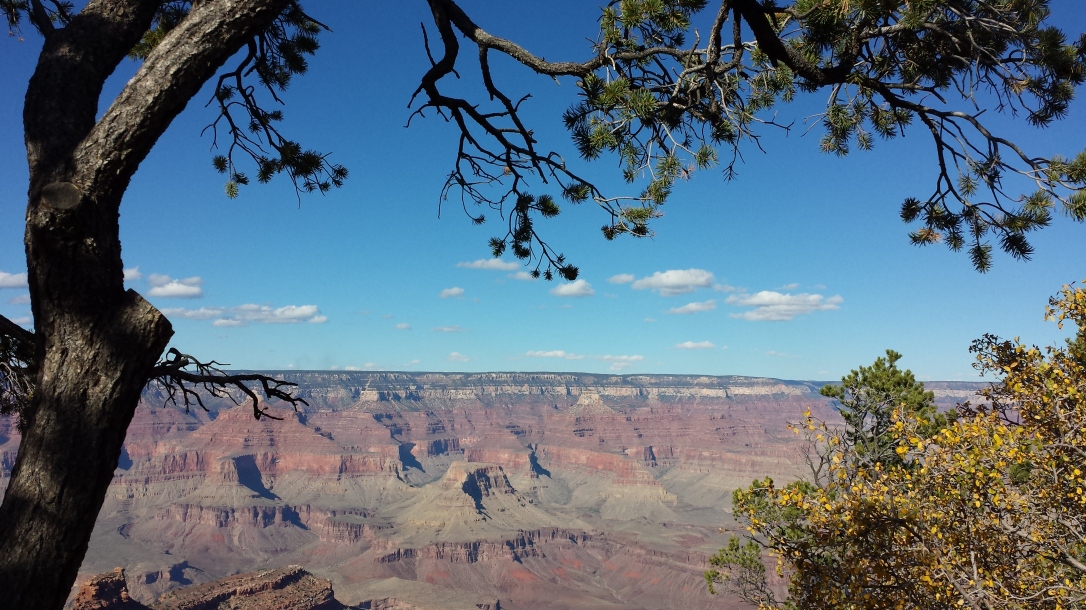 grand canyon, under a tree