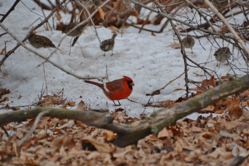cardinal in snow, winter in chicago